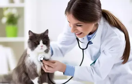 How to Find a Good Veterinarian