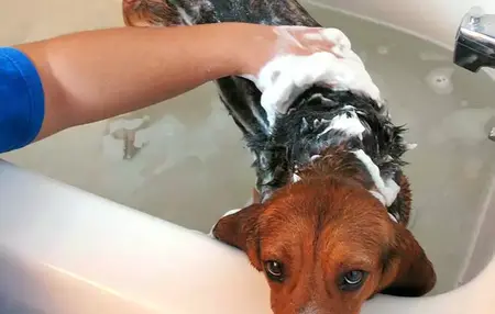 How to Give a Dog a Bath