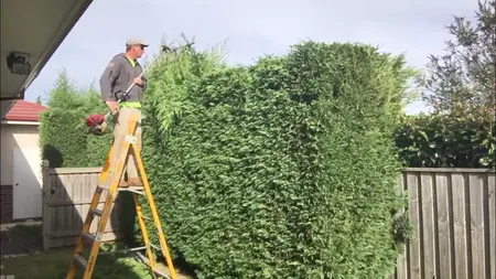 How to Trim a Hedge