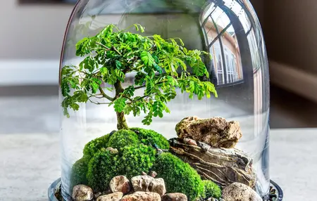 How to Make a Terrarium for Kids