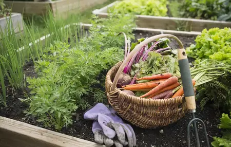 How to Grow a Garden