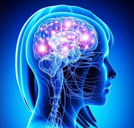 How to Learn About the Brain and Neuroscience