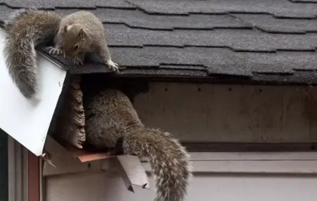 How to Get Rid of Rodents