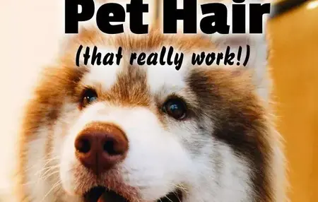 How to Get Rid of Pet Hair
