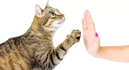 How to Train Your Cat