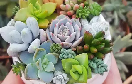 How to Make a Succulent Arrangement