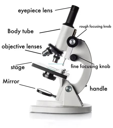 How to Learn to Use a Microscope