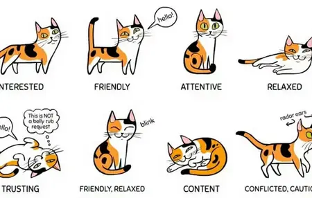 How to Understand Your Cat