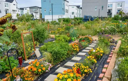 How to Start a Community Garden