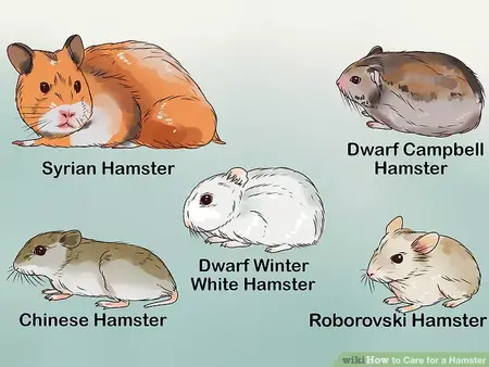 How to Take Care of a Hamster
