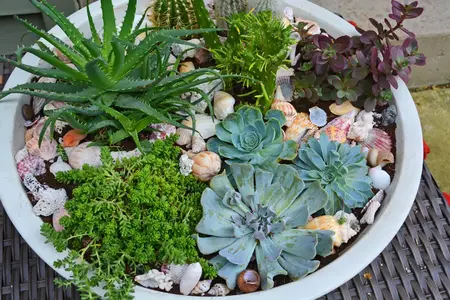 How to Plant Succulents