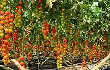 How to Grow Tomatoes