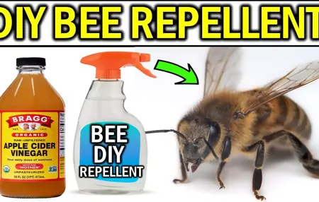 How to Get Rid of Bees
