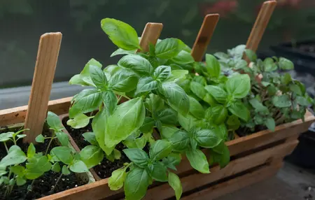 How to Grow Herbs Indoors