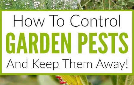 How to Control Pests in Your Garden