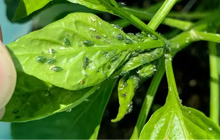 How to Get Rid of Aphids
