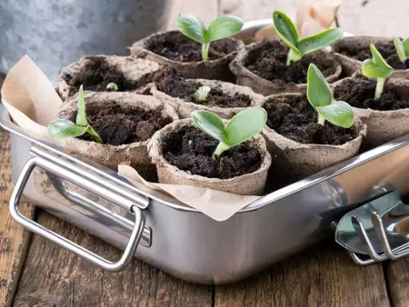 How to Start a Seedling