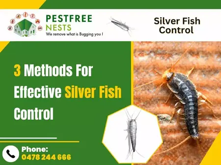 How to Get Rid of Silverfish
