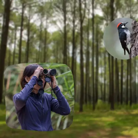 How to Start a Birdwatching Hobby