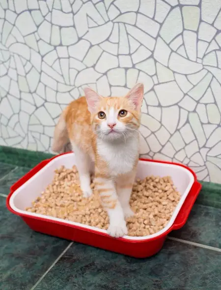 How to Get Your Cat to Use a Litter Box