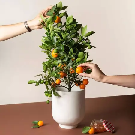 How to Grow Citrus Trees