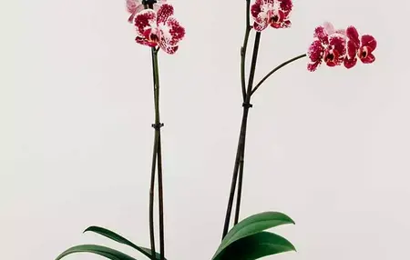 How to care for orchids