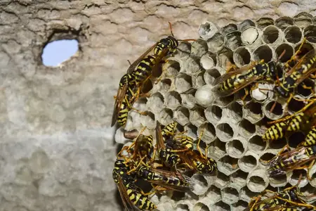 How to Get Rid of a Wasp