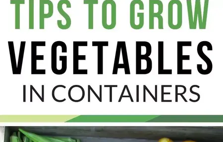 How to Grow Vegetables in Containers