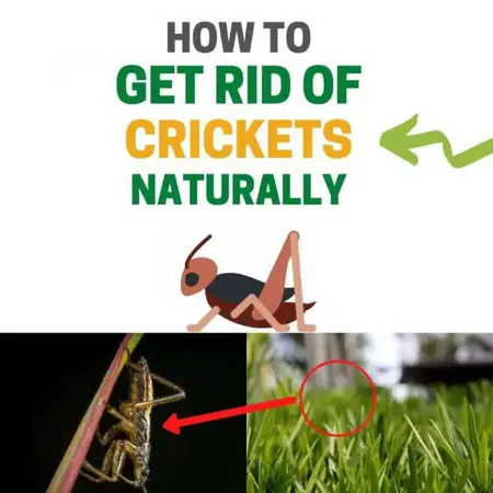 How to Get Rid of Crickets