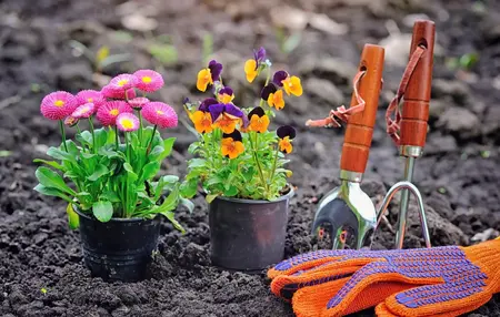 How to Grow a Flower Garden