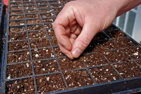 How to Start a Vegetable Garden From Seed