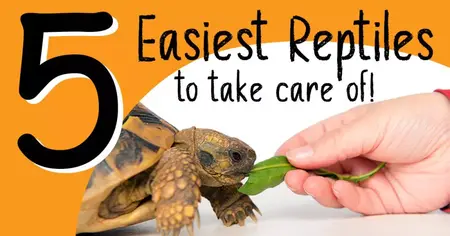 How to Take Care of Your Reptiles