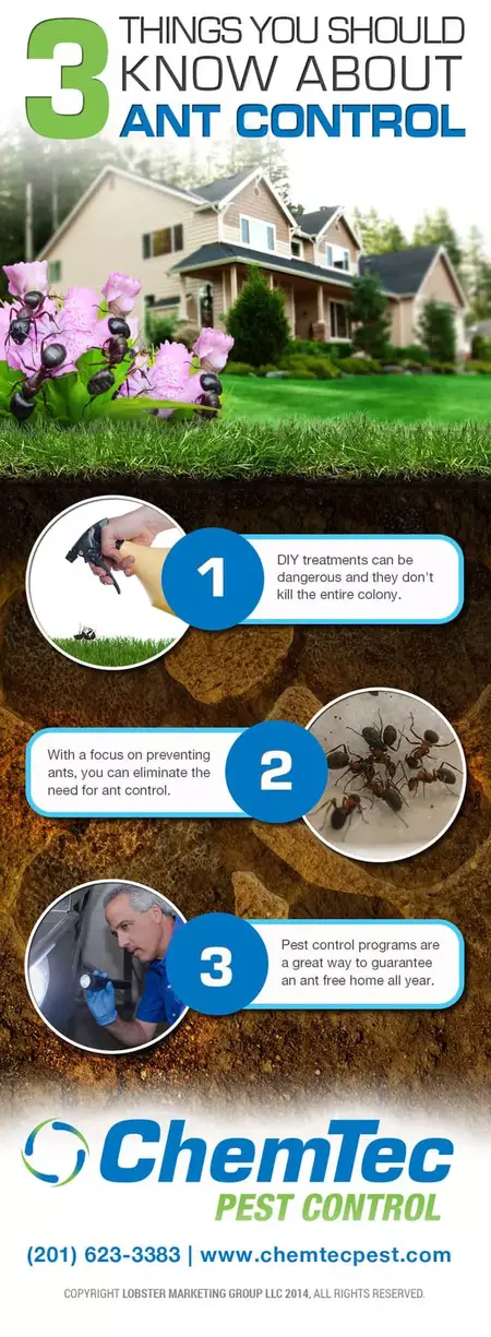 How to Get Rid of Ants
