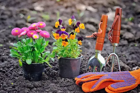 How to Grow a Flower Garden