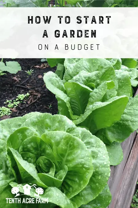 How to Start a Garden on a Budget