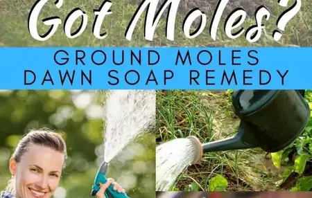 How to Get Rid of Moles