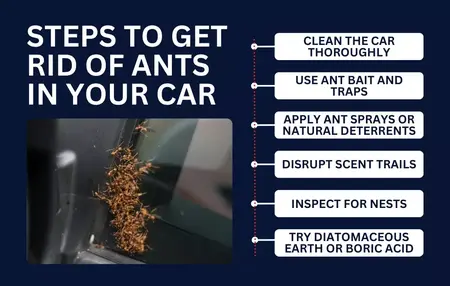 How to Get Rid of Ants