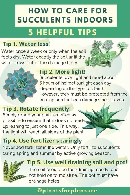 How to Take Care of Succulents