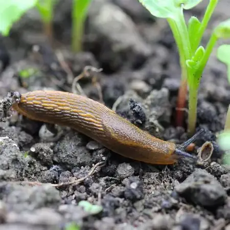 How to Get Rid of a Dead Slug