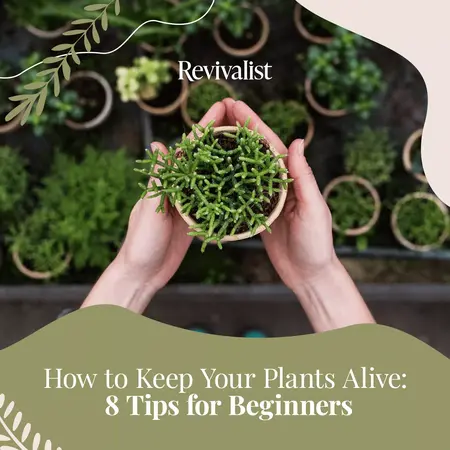 How to Keep Your Houseplants Alive