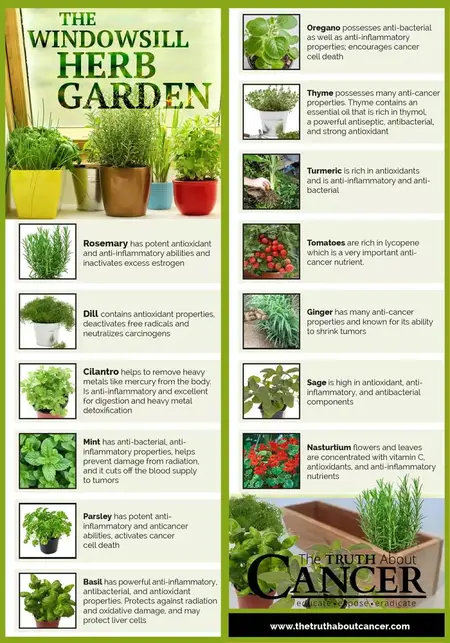 How to Grow Herbs in Your Garden