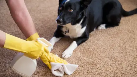 How to Get Rid of Pet Odor
