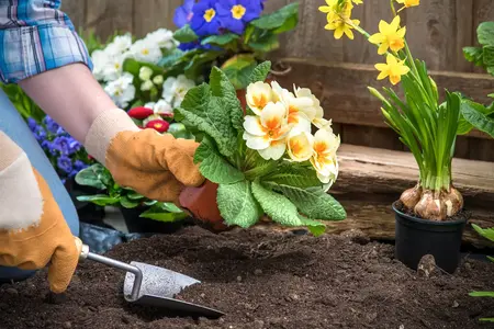 How to Start a Flower Garden