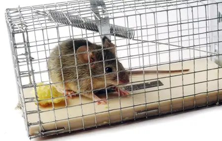 How to Get Rid of Rats