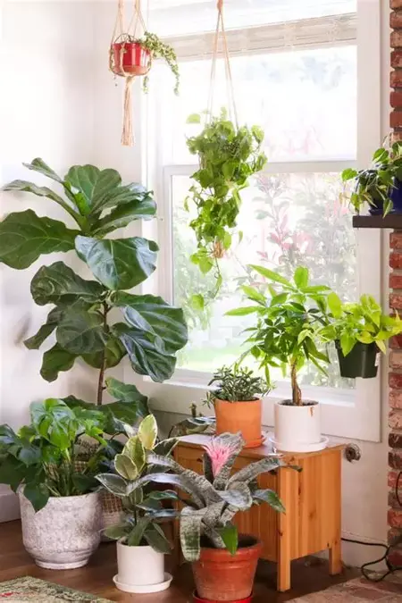 How to Take Care of a Houseplant