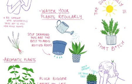 How to Take Care of Your Plants
