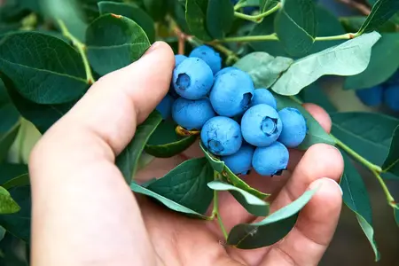 How to Grow Blueberries