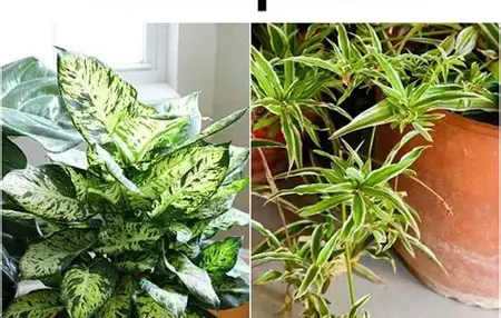 How to Take Care of Your House Plants