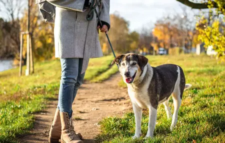 How to Start a Dog Walking Business