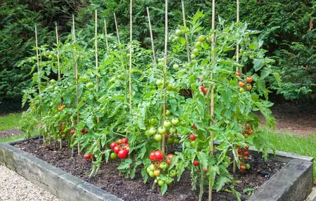 How to Grow Tomatoes in Your Garden